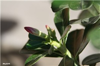 bea95990-IMG_6260 adenium.jpg
